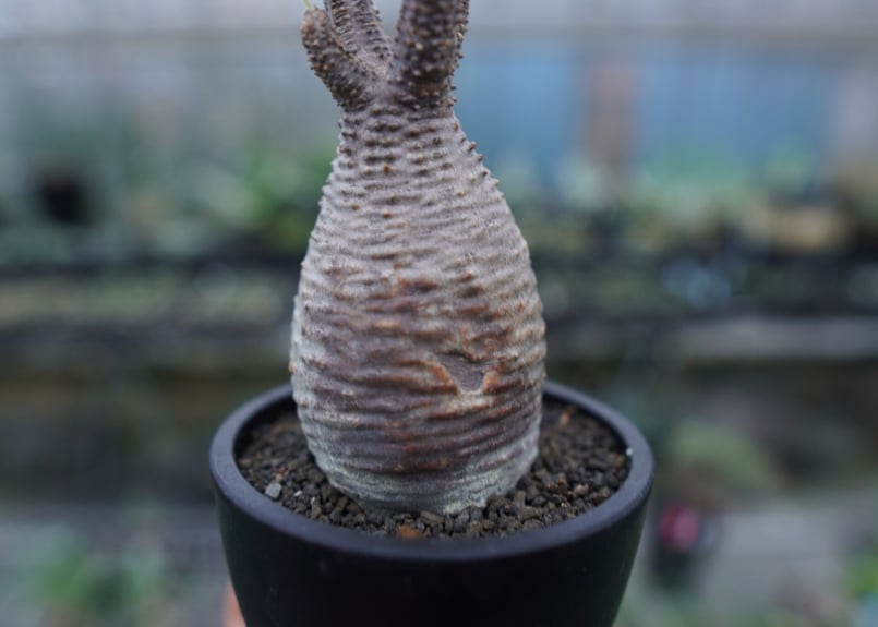 発根管理中】パキポディウム グラキリス Pachypodium Gracilius No