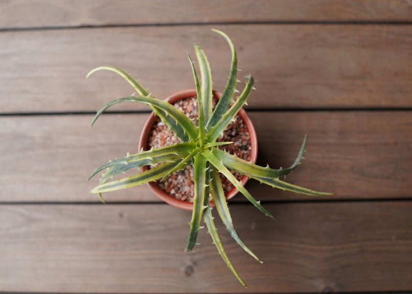 ディッキア アンダマン Dyckia 'Samed Rtp'(Andaman) | mana'