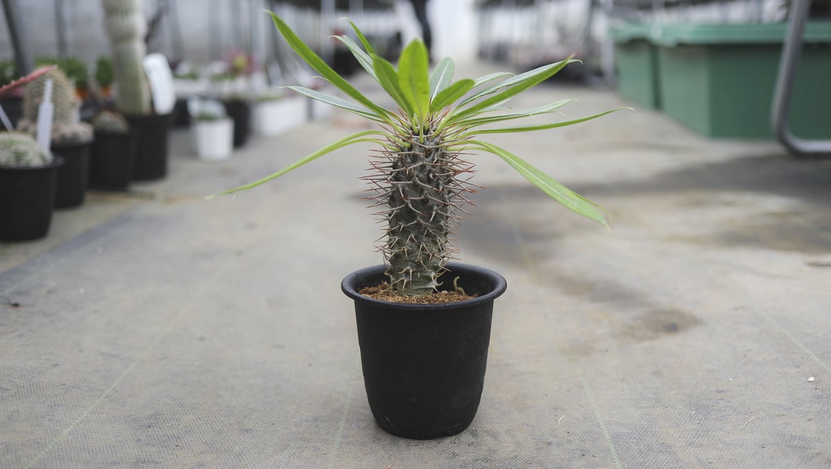 パキポディウムラメリー　6分頭　多頭株 パキポディウム ラメリー 6分頭 多頭株