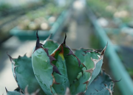 アガベ　チタノタ　 ブラックアンドブルー 　Agave titanota black and blue　No.10