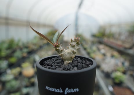 パキポディウム　バロニー　Pachypodium baronii