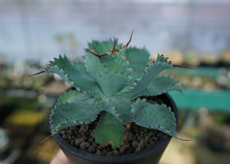 アガベ　ポタトラム　”スポーン”　agave potatorum "spawn"