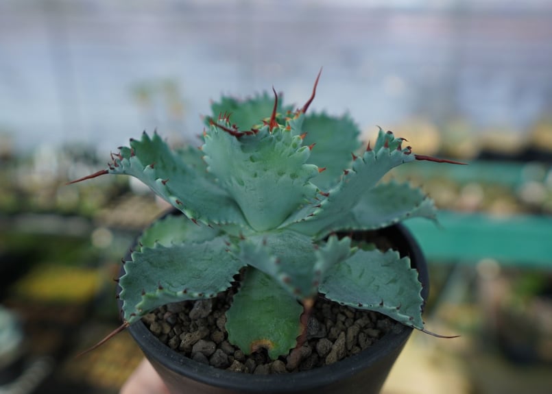 アガベ ポタトラム ”スポーン” agave potatorum 