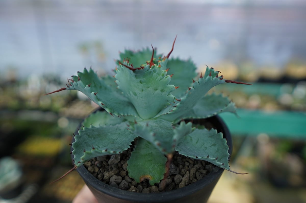 アガベ ポタトラム ”スポーン” agave potatorum 