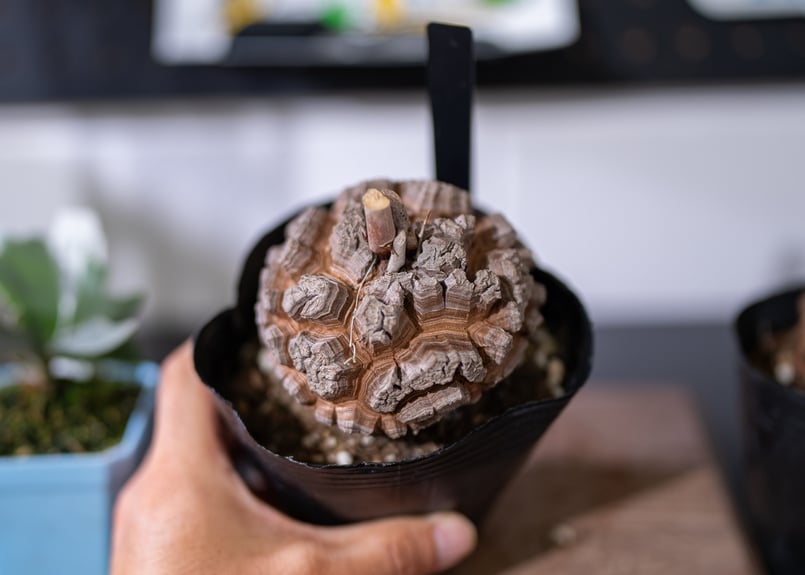 長谷川亀甲竜 塊根植物 コレクション 長谷川園芸さんの亀甲竜が入荷しました🙌🙌 店頭は販売中です