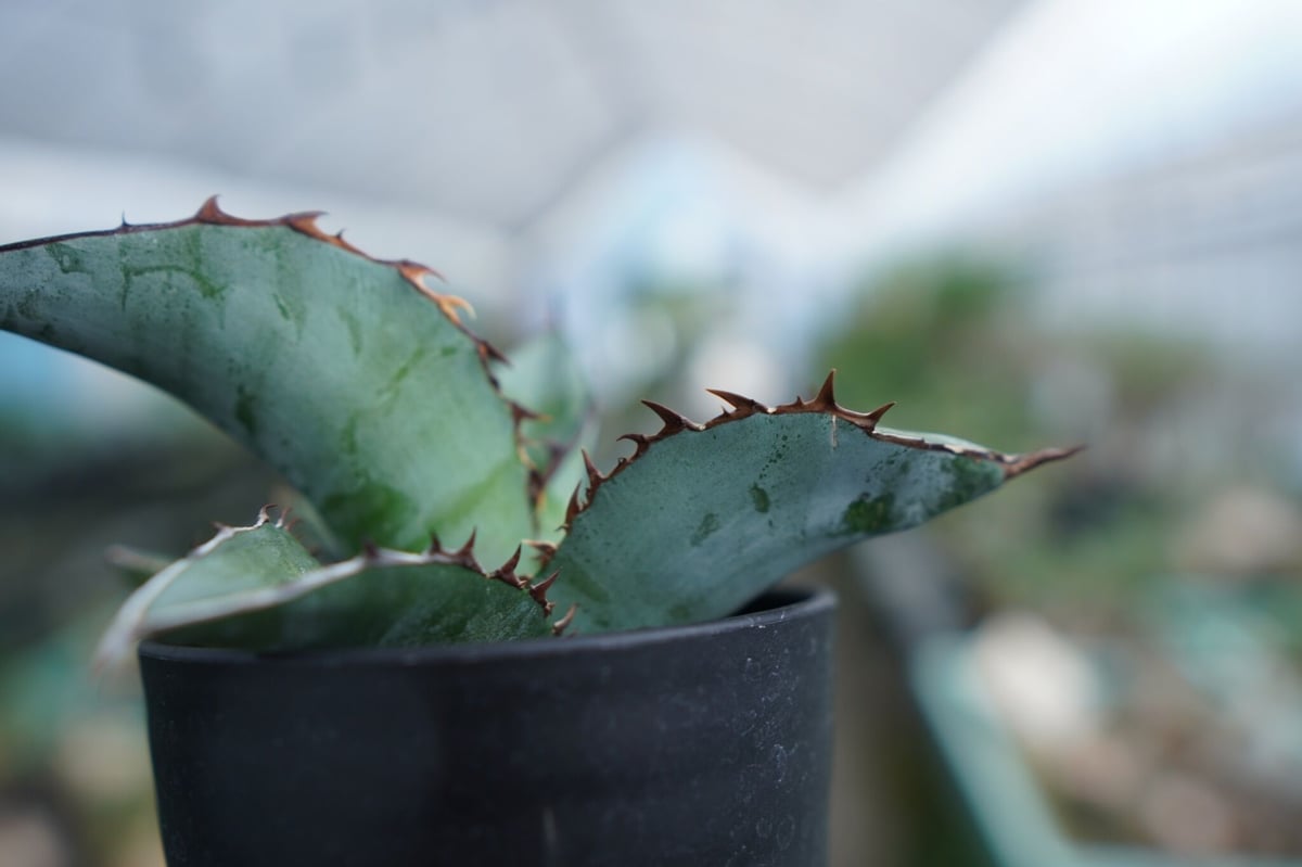 アガベ チタノタ ブルー Agave Titanota Blue No.3 | mana's