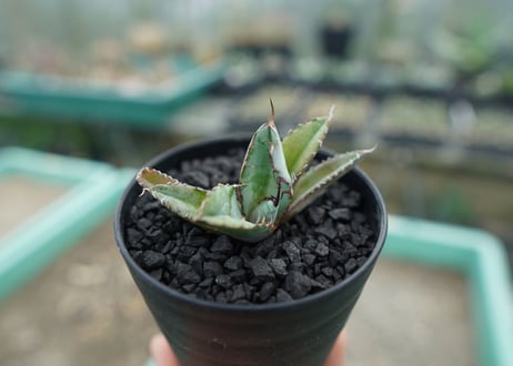 アガベ　チタノタ　 ブラックアンドブルー 　Agave titanota black and blue　No.1