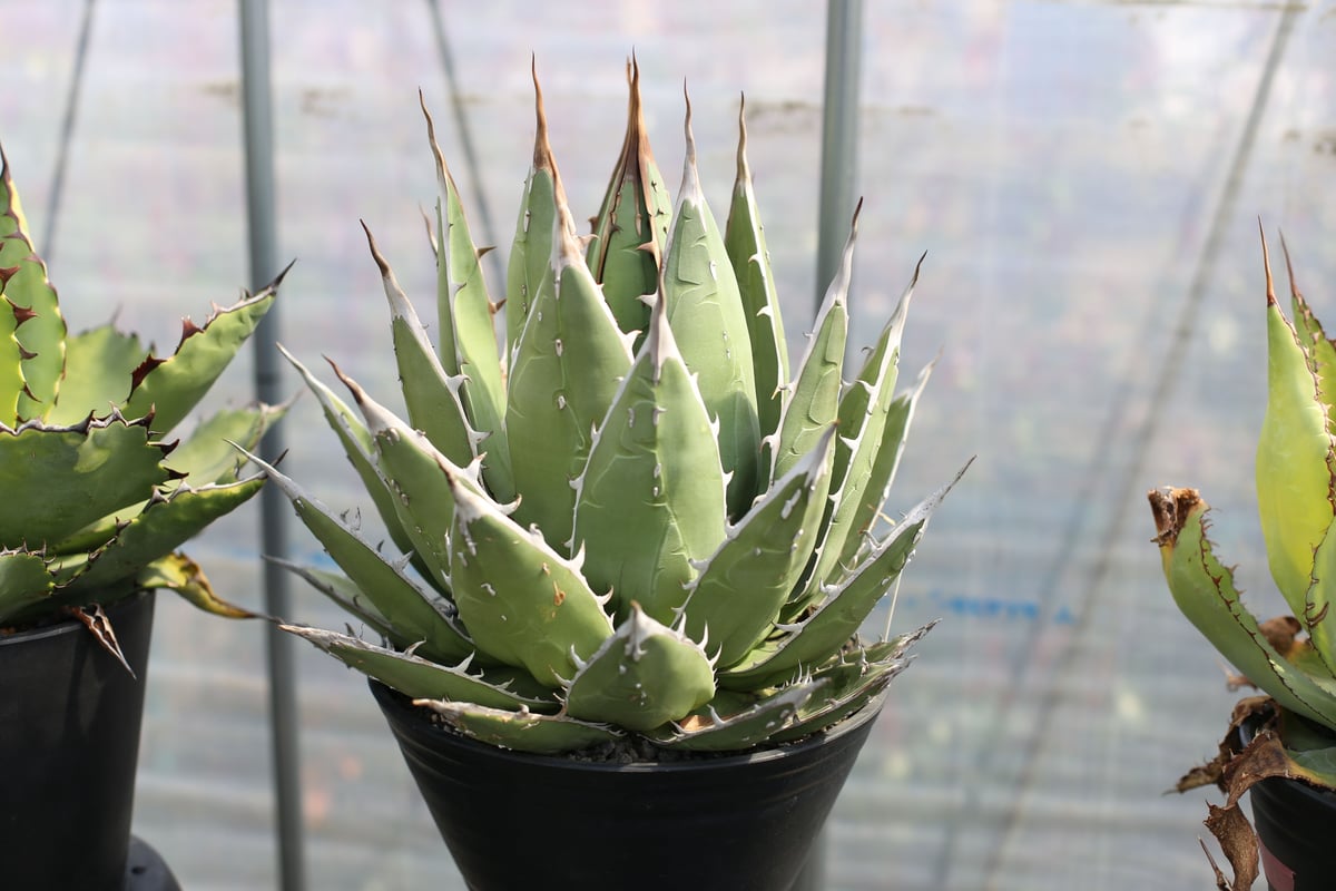 アガベ パープソラム 超大株 【公式通販】