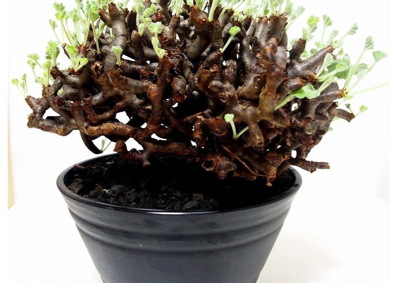 ペラルゴニウム ミラビレ Pelargonium mirabile №2 | mana's g ペラルゴニウム ミラビレ Pelargonium mirabile №2 | mana's g