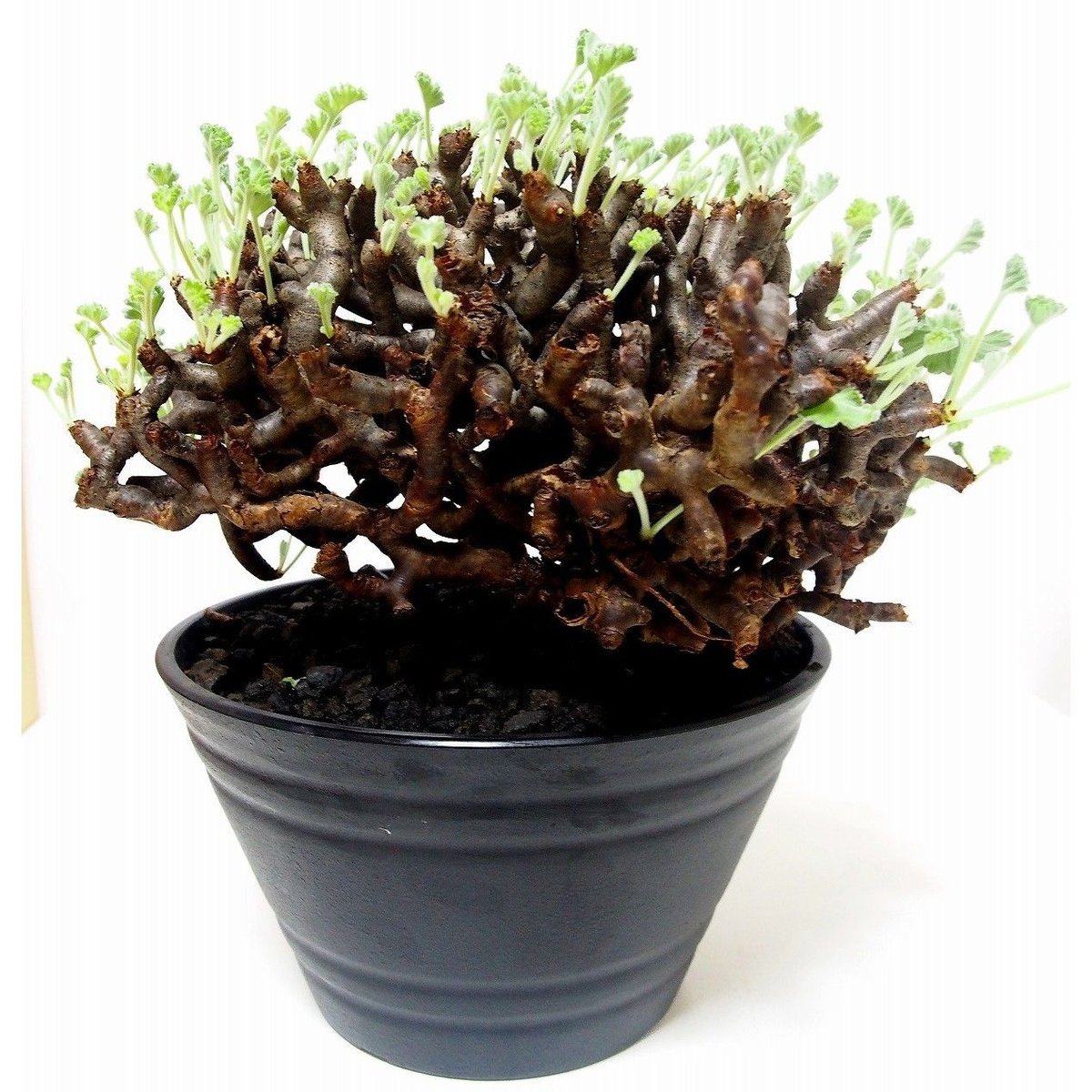 ペラルゴニウム ミラビレ Pelargonium mirabile №2 | mana's g ペラルゴニウム ミラビレ Pelargonium mirabile №2 | mana's g