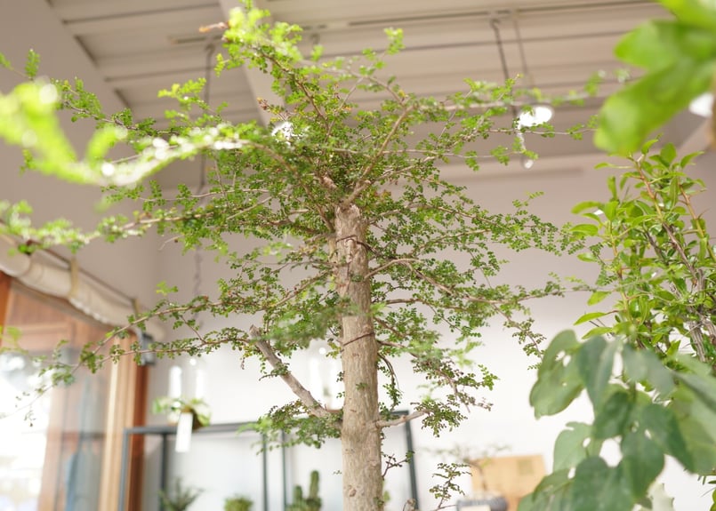 オペルクリカリア デカリー Operculicarya decaryi | mana's fa