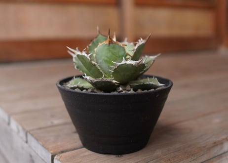 Agave titanota FO-76 A NO.1