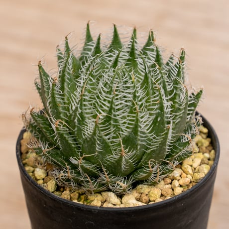 STORES ハオルチアの検索結果