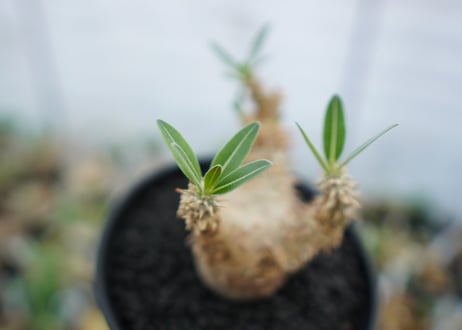 パキポディウム　デンシフローラム　Pachypodium densiflorum　No.2