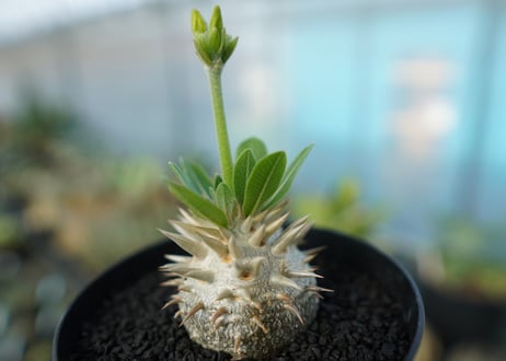 パキポディウム　恵比寿大黒　Pachypodium Densicaule　No.5