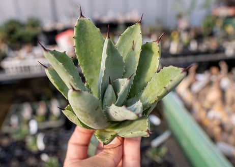 Agave Potatorum×Macroacantha NO.3