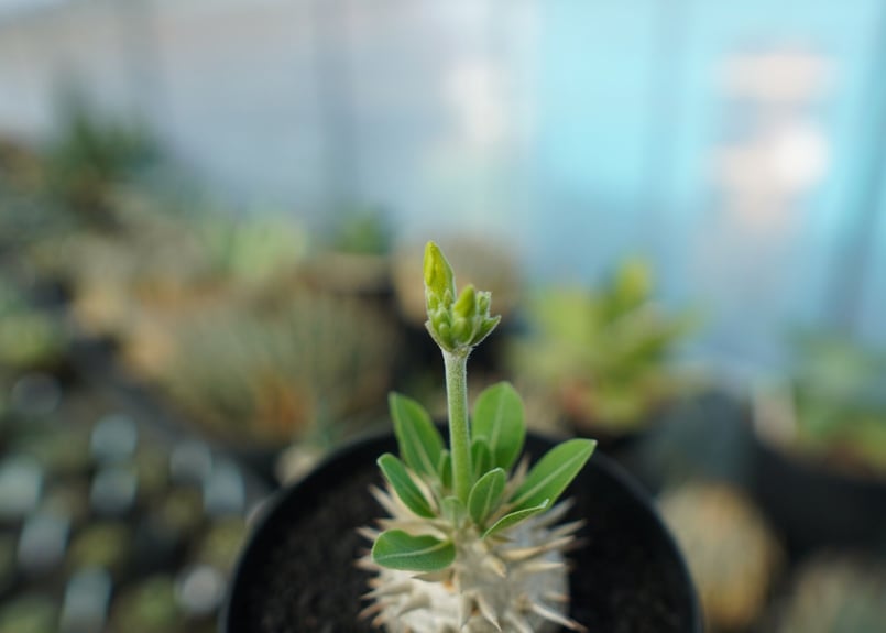 パキポディウム 恵比寿大黒 Pachypodium Densicaule No.5 | man