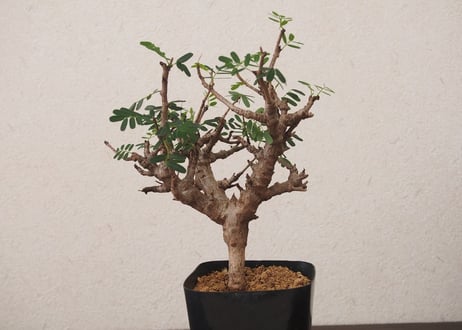 センナ メリディオナリス Senna meridionalis no.2