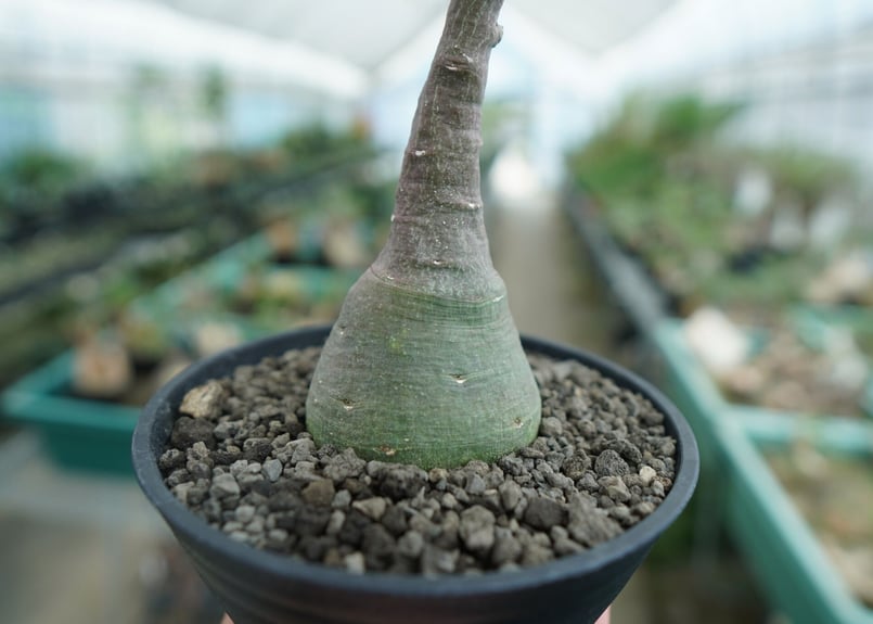 アデニア グラウカ Adenia glauca | mana's farm:塊根植物