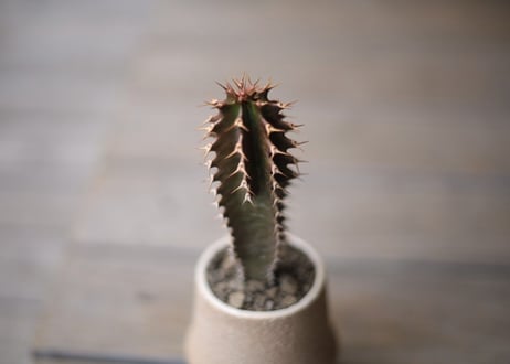 黒麒麟　Euphorbia canariensis