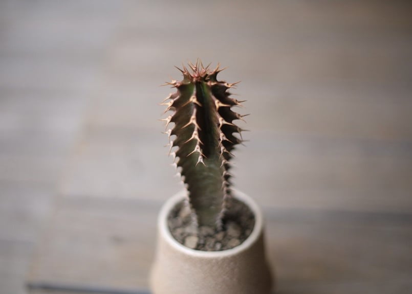 美形☆ユーフォルビア カナリエンシス 墨麒麟 ユーフォルビア・カナリ