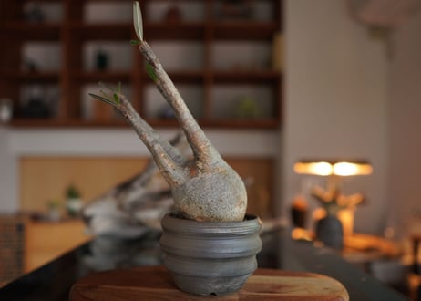 パキポディウム　グラキリス　 Pachypodium Gracilius
