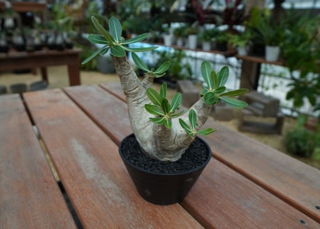 パキポディウム　エブレネウム　Pachypodium eburneum  No.2