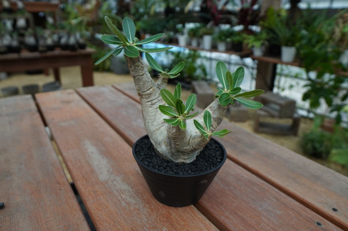パキポディウム エブレネウム Pachypodium eburneum No.2 | man
