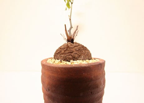 亀甲竜 ディオスコレア　Dioscorea elephantipes no.2