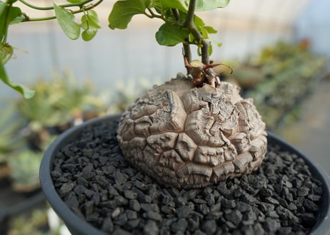 亀甲竜　Dioscorea elephantipes　No.2