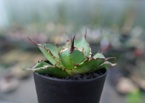 アガベ　チタノタ　ハデス　Agave titanota Hades　No.2