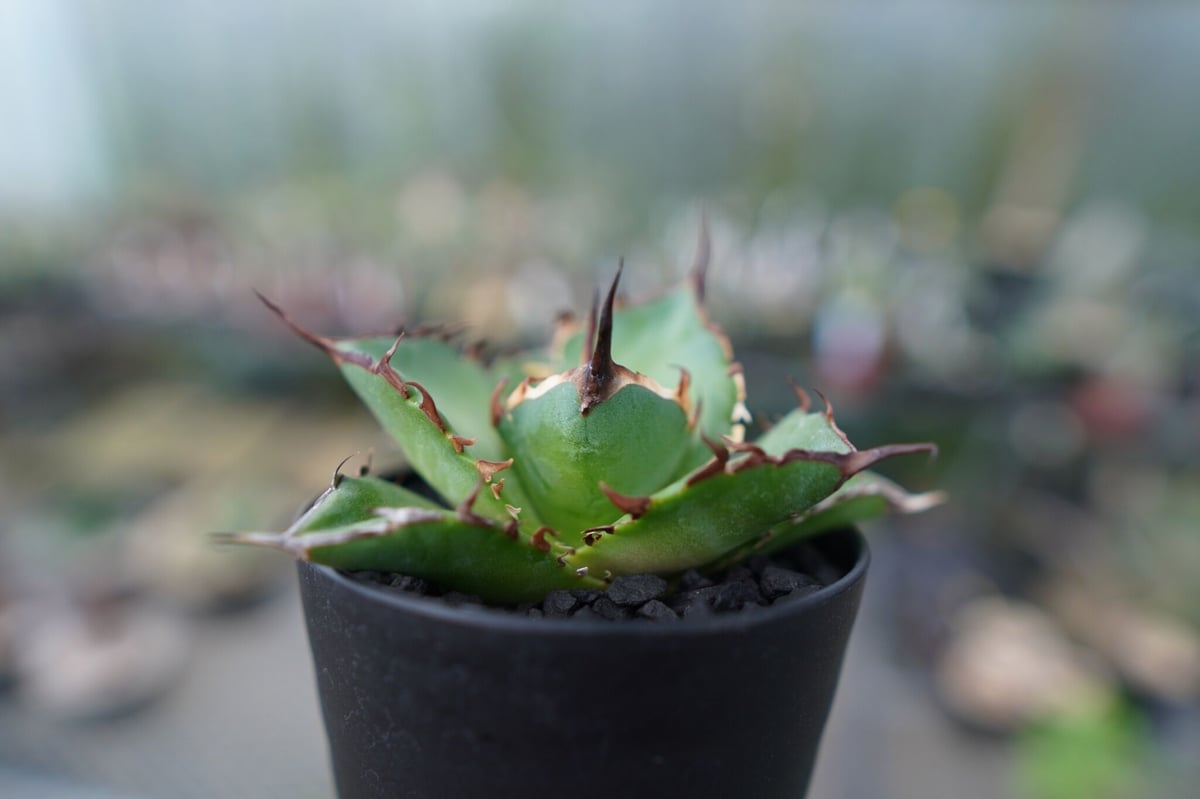 アガベ チタノタ ハデス 2頭 綴化 アガベ チタノタ ハデス / Agave titanota 'Hades' #2 | Duck