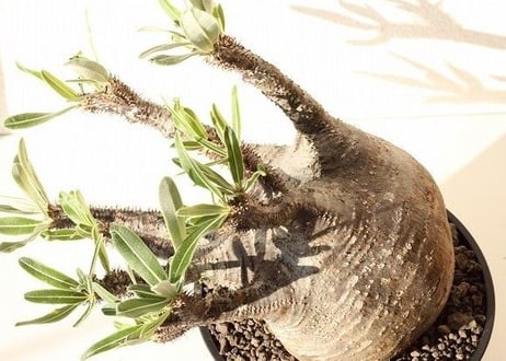 Pachypodium Gracilius パキポディウム  グラキリス  №12