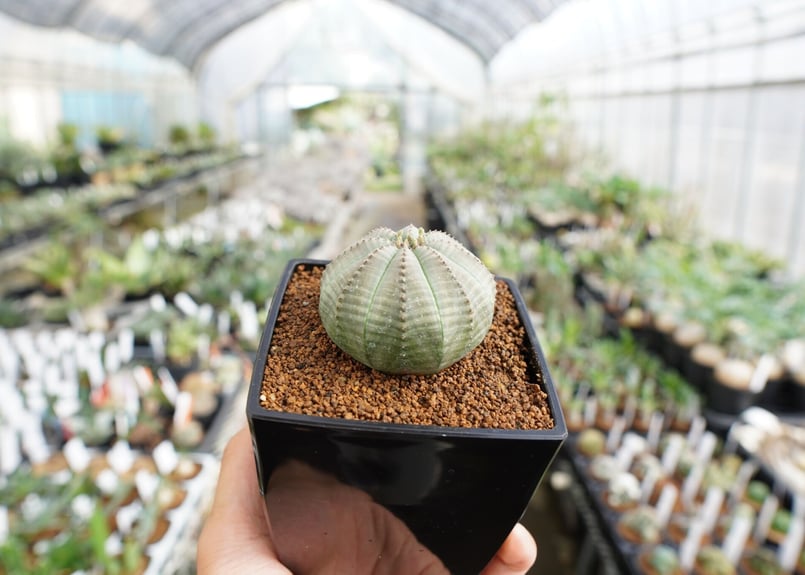 ユーフォルビア オベサ | mana's farm:塊根植物・アガベ・ドライ