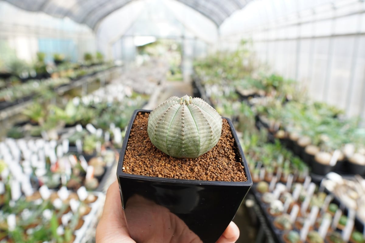 【美株・良型】ユーフォルビア オベサ 6個セット（約5cm）塊根植物 オベサ #塊根植物 #多肉植物 #コーデックス #ユーフォルビアオベサ