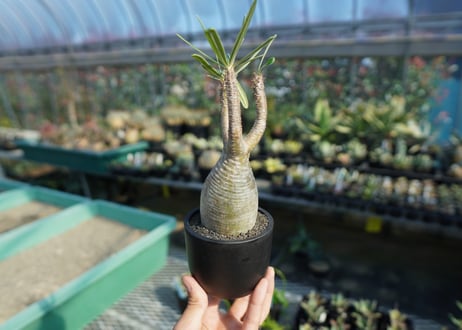 パキポディウム　グラキリス　 Pachypodium Gracilius  No.10