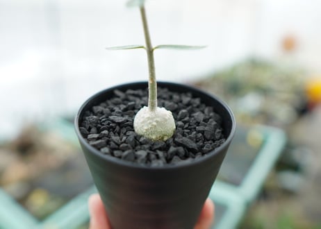 フォッケア　エデュリス　Fockea edulis
