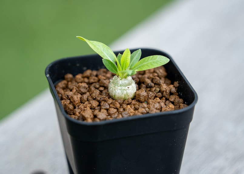 パキポディウム 恵比寿笑い 沖縄実生 | mana's farm:塊根植物・アガベ