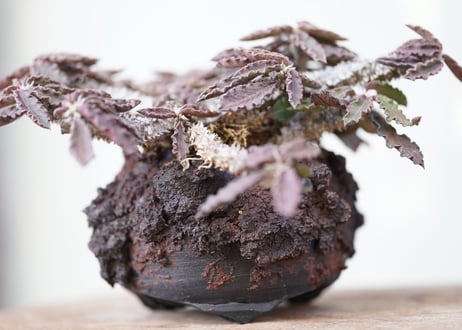 Euphorbia　decaryi