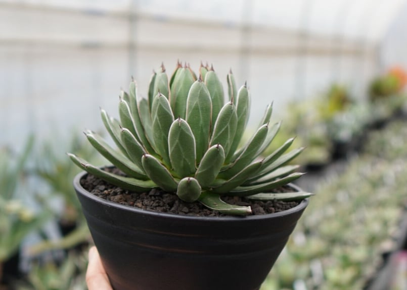 agave formosa '雪嶺' | mana's farm:塊根植物・アガベ・ドライガー