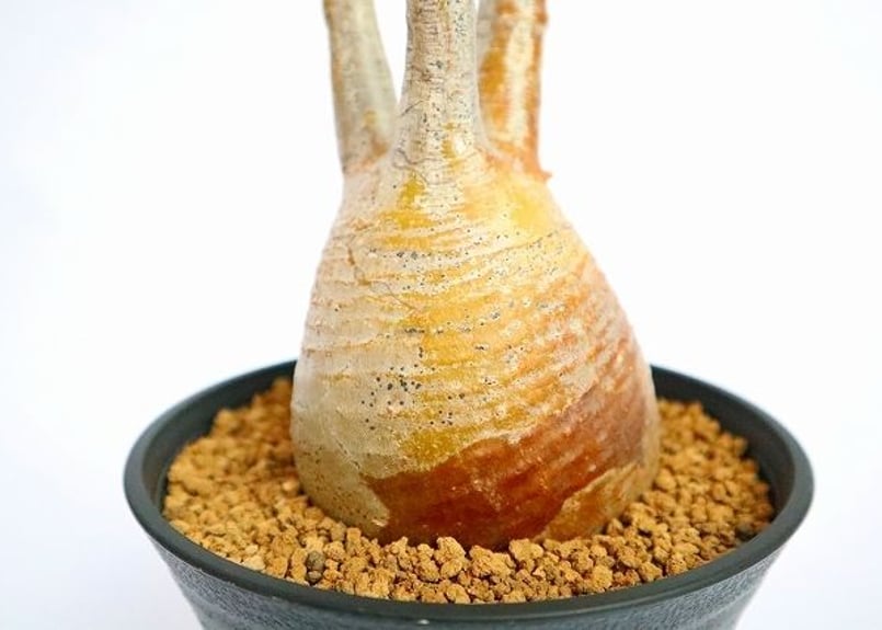 パキポディウム グラキリス 特小サイズ | mana's farm:塊根植物