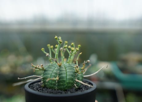 ユーフォルビア　バリダ　Euphorbia valida　No.1