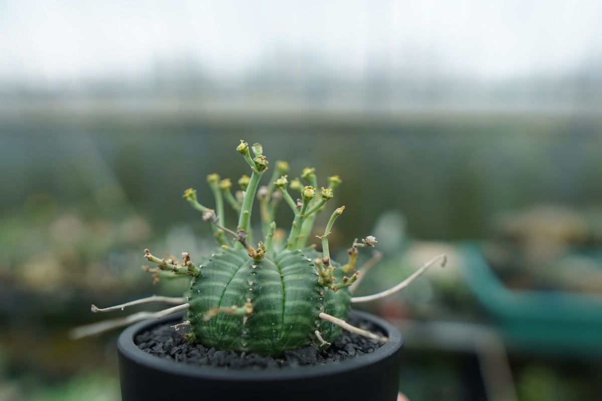 n*n様 ユーフォルビア　バリダ ユーフォルビア バリダ Euphorbia valida No.1 | mana's farm