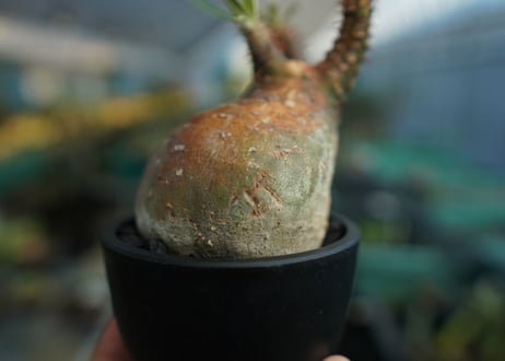 パキポディウム　グラキリス　 Pachypodium Gracilius  No.4