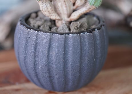 Euphorbia submamillaris