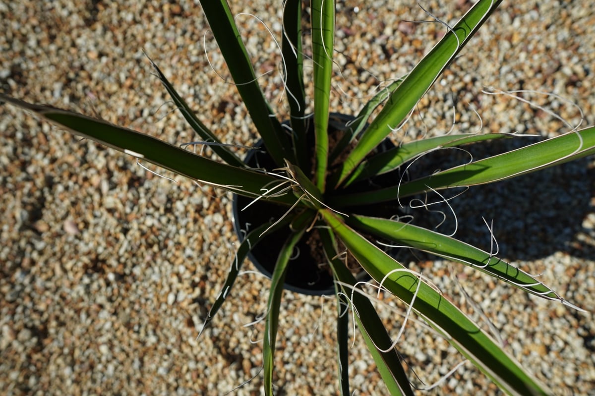 ユッカ カルネロサーナ Yucca carnerosana No.2 | mana's gr ユッカ カルネロサーナ Yucca carnerosana No.2 | mana's gr