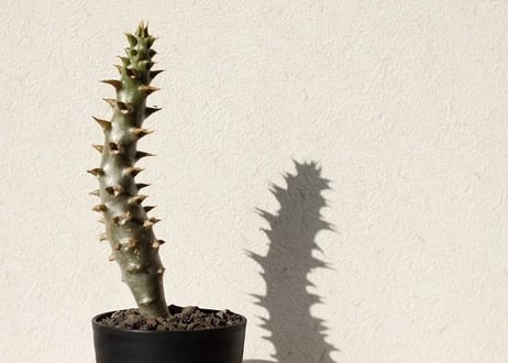 パキポディウム　バロニー　Pachypodium baronii  No.2