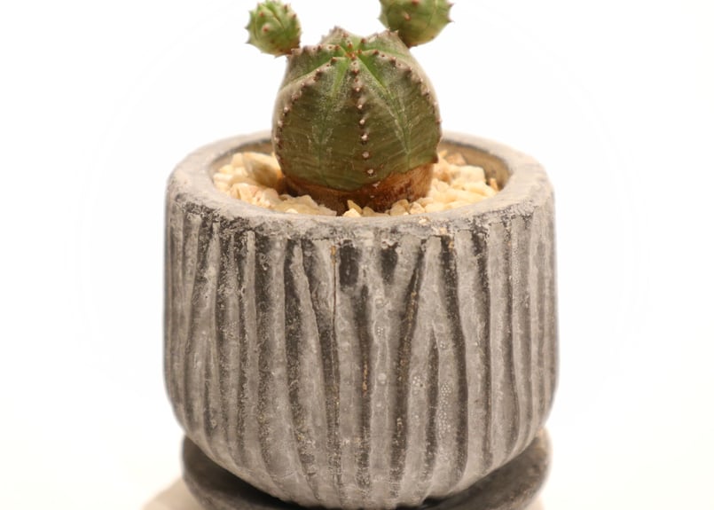 オベサ ブロウ | mana's farm:塊根植物・アガベ・ドライガーデン植物