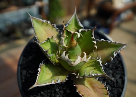 アガベ　チタノタ　レッドキャットウィーズル　Agave titanota Red catweezle　No.2
