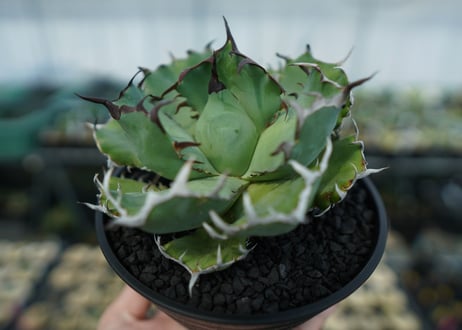 アガベ　チタノタ　黒鯨　Agave titanota black whales　No.3